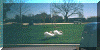 swans.gif (71789 bytes)
